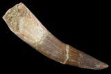 Bargain, Fossil Plesiosaur (Zarafasaura) Tooth - Morocco #91300-1